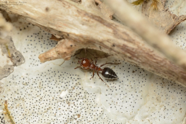 Crematogaster schmidti - vörös szívhangya