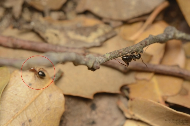 Crematogaster schmidti - vörös szívhangya
