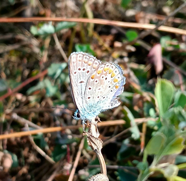 Polyommatus thersites - ibolyaszín boglárka