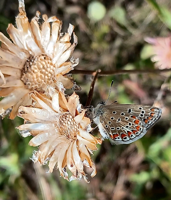 Polyommatus thersites - ibolyaszín boglárka
