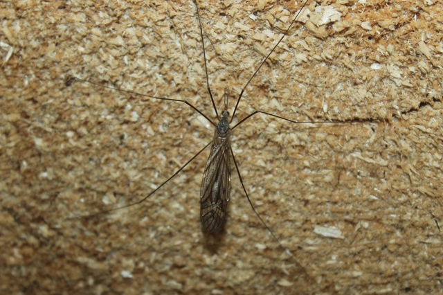 Tipulidae - lószúnyogok