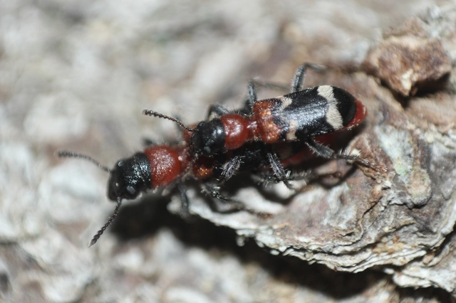 Thanasimus formicarius - vörösnyakú szúfarkas