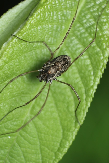 Opiliones - Kaszáspókok