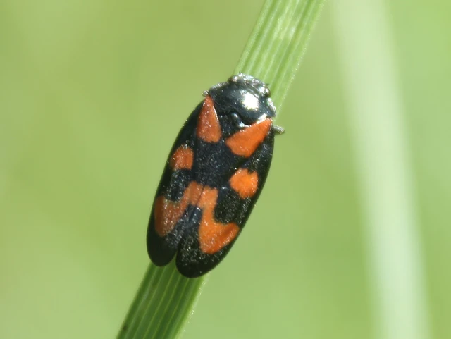 Cercopis vulnerata