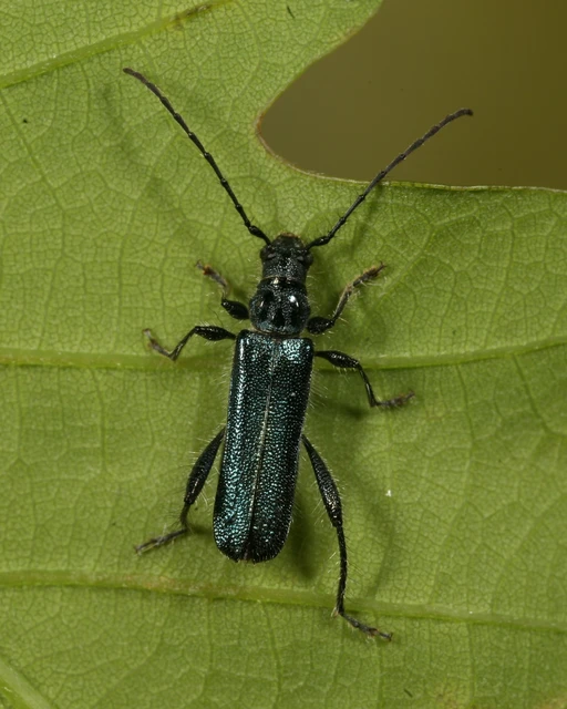 Callimus angulatus - zöld tölgycincér