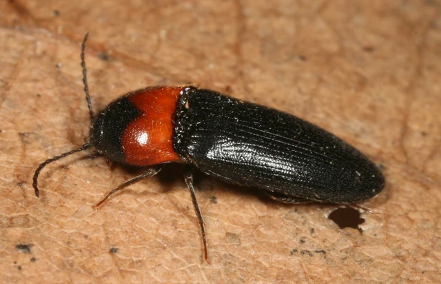 Ampedus sinuatus - felemásnyakú pattanó