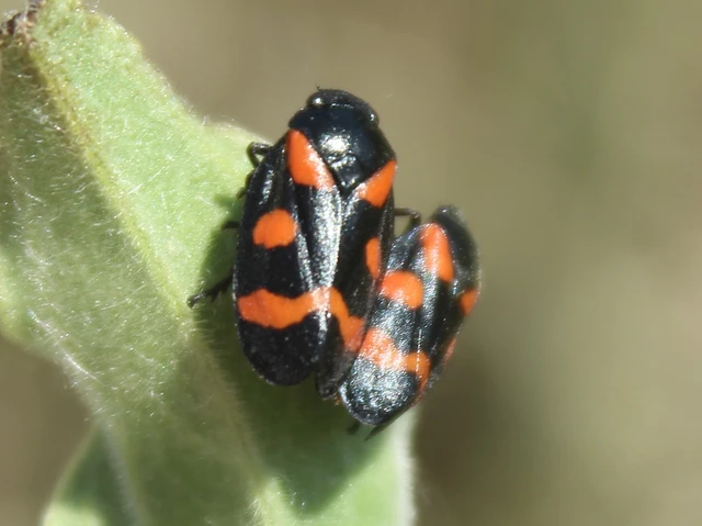 Cercopis arcuata/sanguinolenta