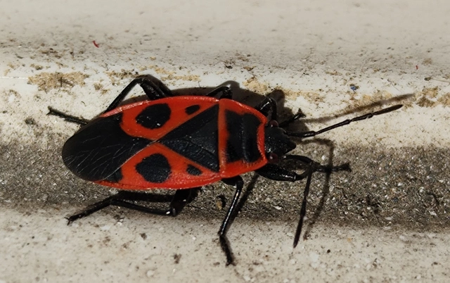 Pyrrhocoris apterus - verőköltő poloska