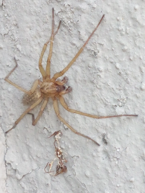 Eratigena agrestis - réti zugpók