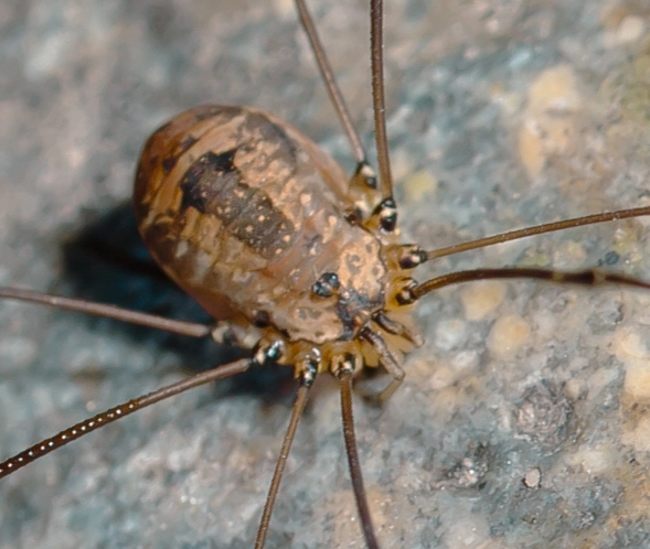 Opiliones - Kaszáspókok