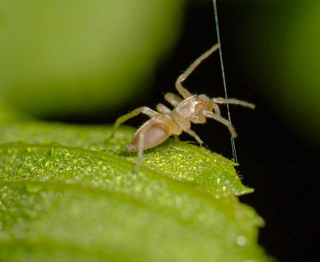 Clubionidae - kalitpókok