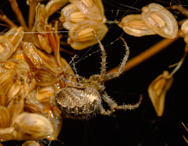 Araneus diadematus - koronás keresztespók