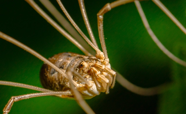 Opiliones - Kaszáspókok