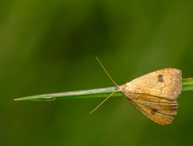 Rivula sericealis - selymes lórombagoly