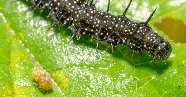 Nymphalis io - nappali pávaszem