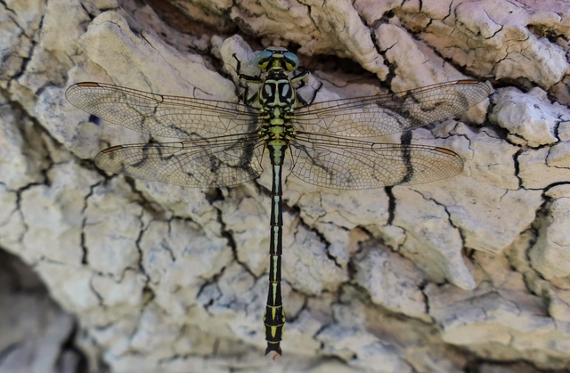 Gomphus flavipes - sárgalábú folyami-szitakötő