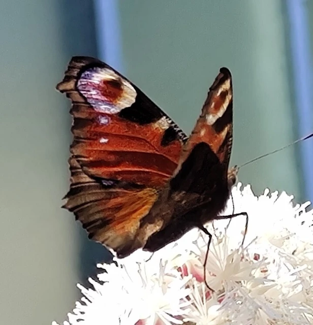 Nymphalis io - nappali pávaszem
