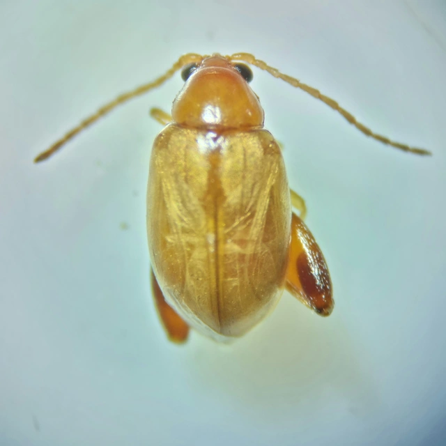 Longitarsus