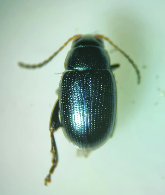 Chaetocnema chlorophana - zöld pázsitfű-földibolha Chaetocnema chlorophana - zöld pázsitfű-földibolha