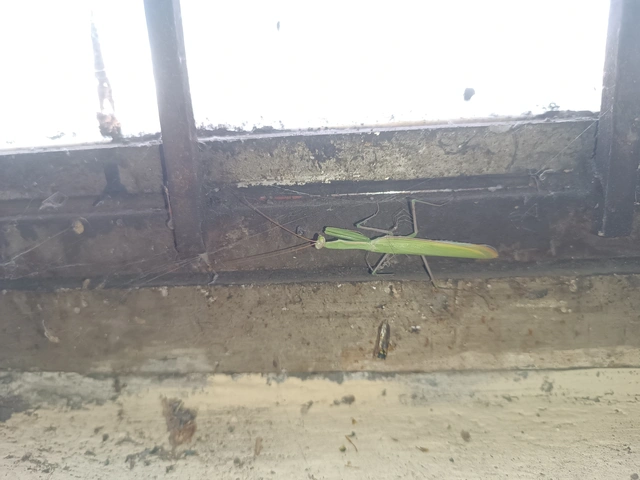 Mantis religiosa - imádkozósáska