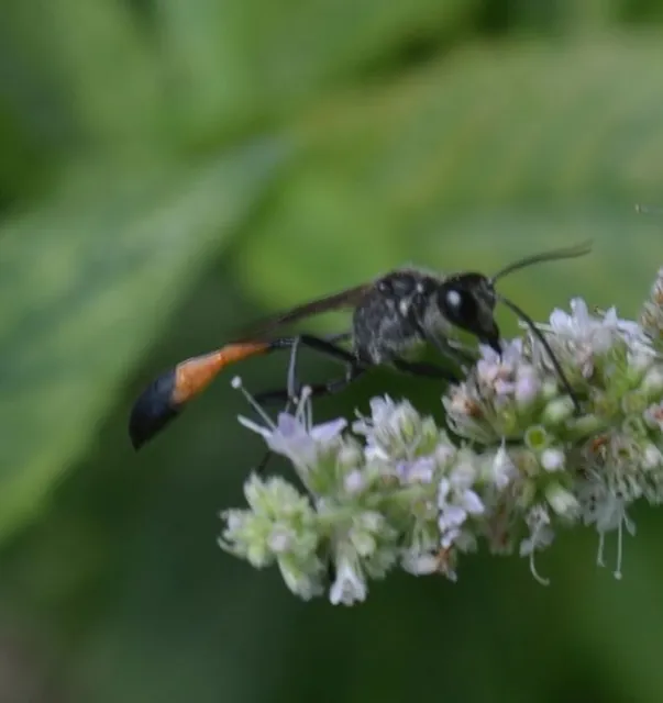 Ammophila sabulosa - homoki hernyóölődarázs