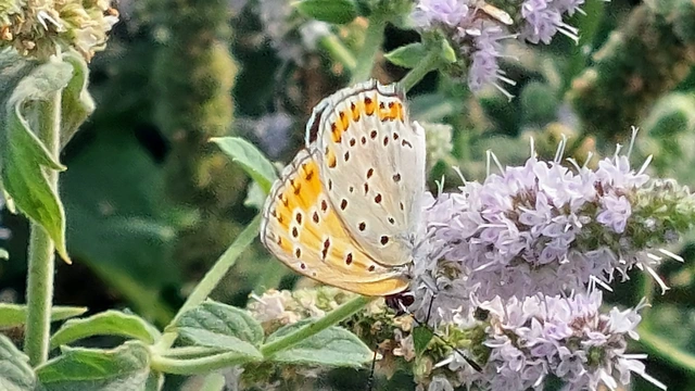 Lycaena thersamon - kis tűzlepke