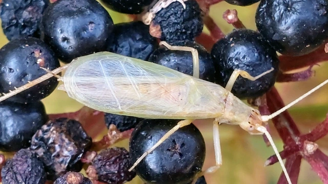 Oecanthus pellucens - pirregőtücsök