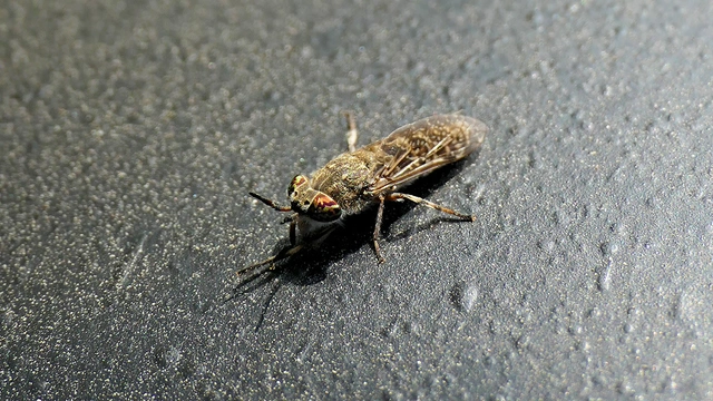 Haematopota