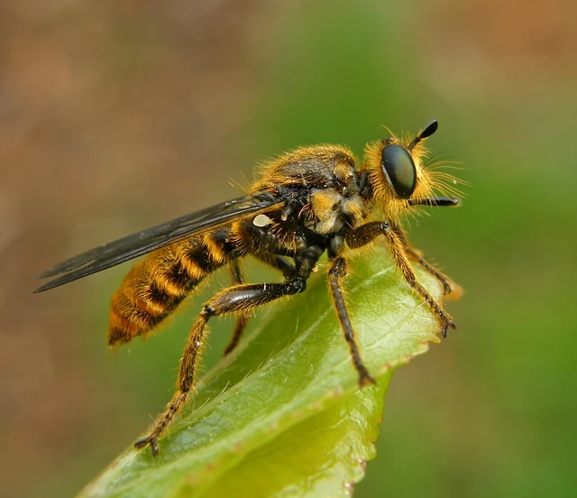 Choerades fimbriata/fulva