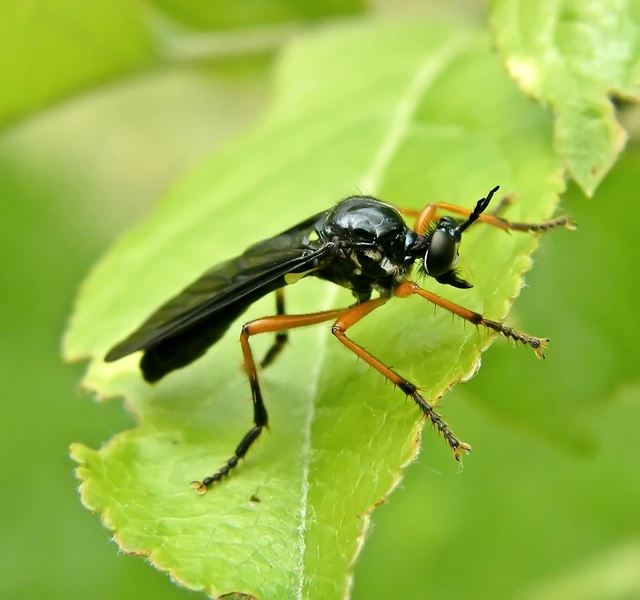 Dioctria oelandica - piroslábú héjalégy