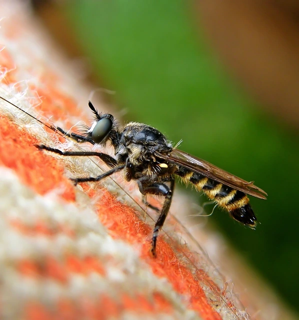 Choerades fimbriata/fulva