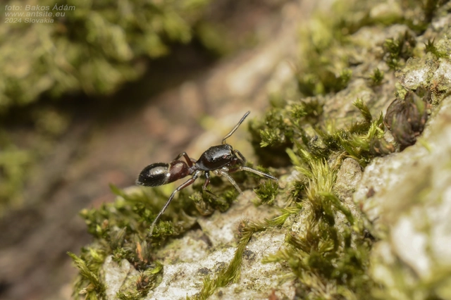 Leptorchestes berolinensis - fekete hangyautánzópók