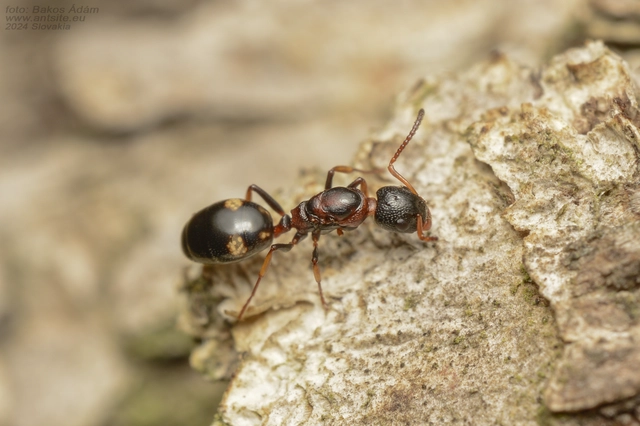 Dolichoderus quadripunctatus - négypettyes erdeihangya