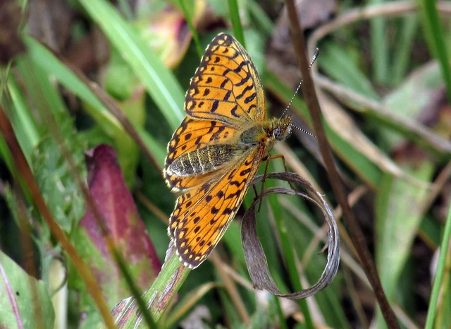 Boloria selene - fakó gyöngyházlepke