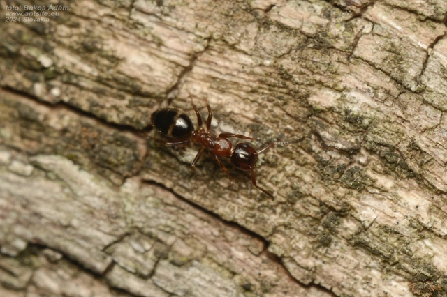 Colobopsis truncata - kapushangya