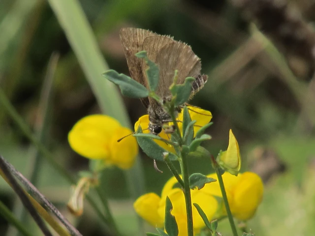 Erynnis tages - cigánylepke