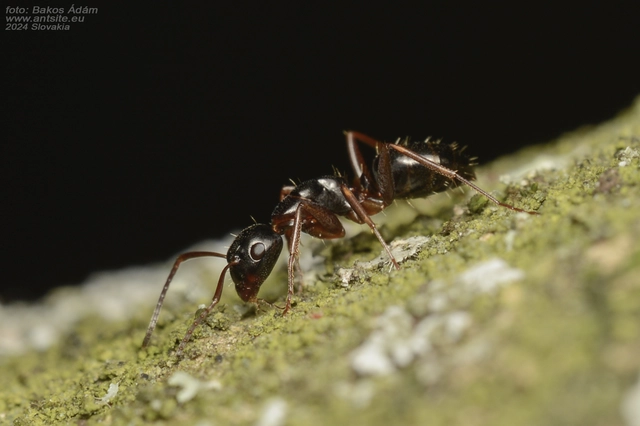 Camponotus fallax - ligeti lóhangya