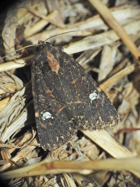 Mesapamea secalella/secalis