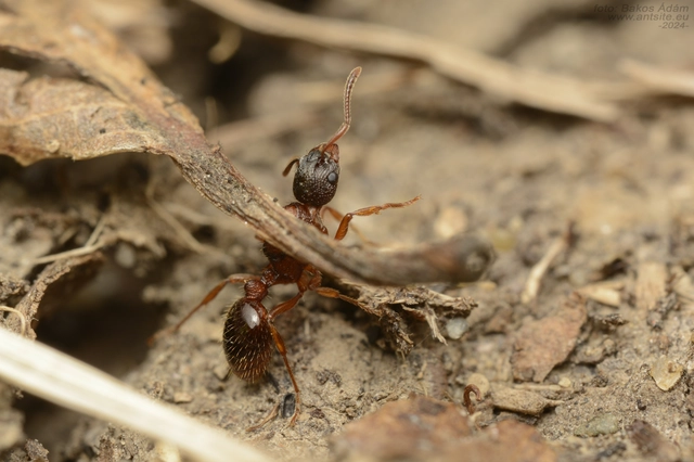 Myrmica gallienii - mocsári bütyköshangya