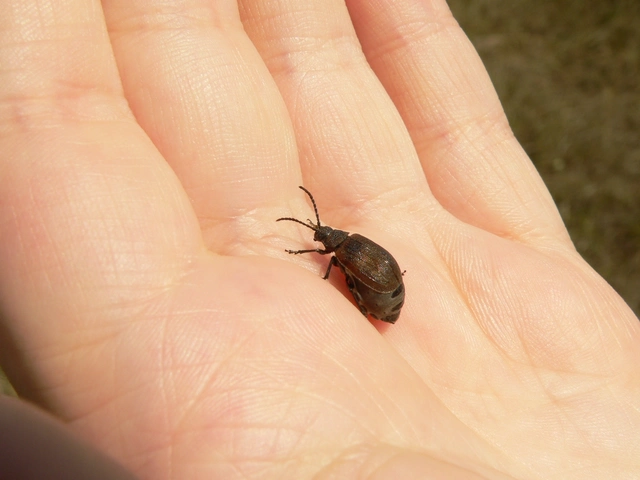 Galeruca pomonae - barna olajosbogár