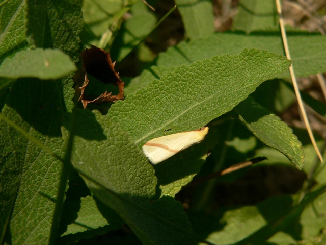 Rhodometra sacraria - rózsacsíkos araszoló