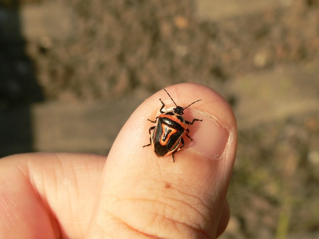Perillus bioculatus