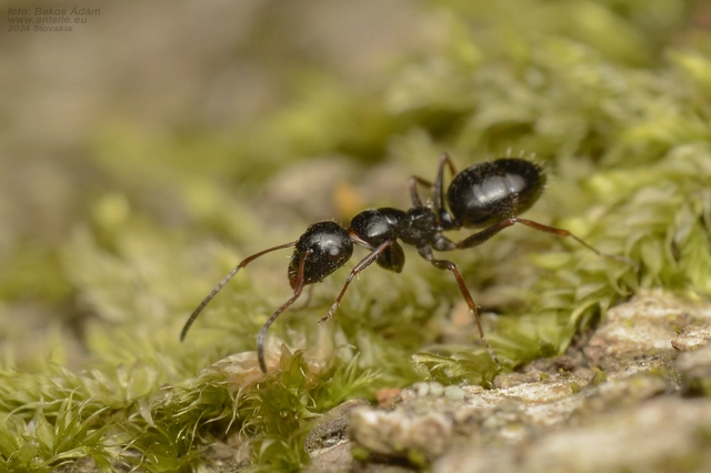 Camponotus piceus - szurkos lóhangya