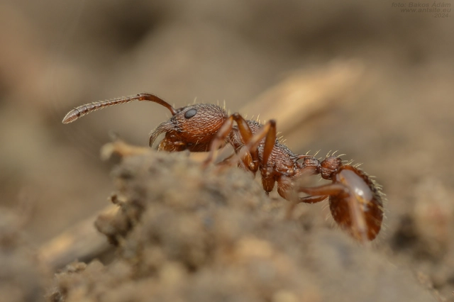 Myrmica gallienii - mocsári bütyköshangya
