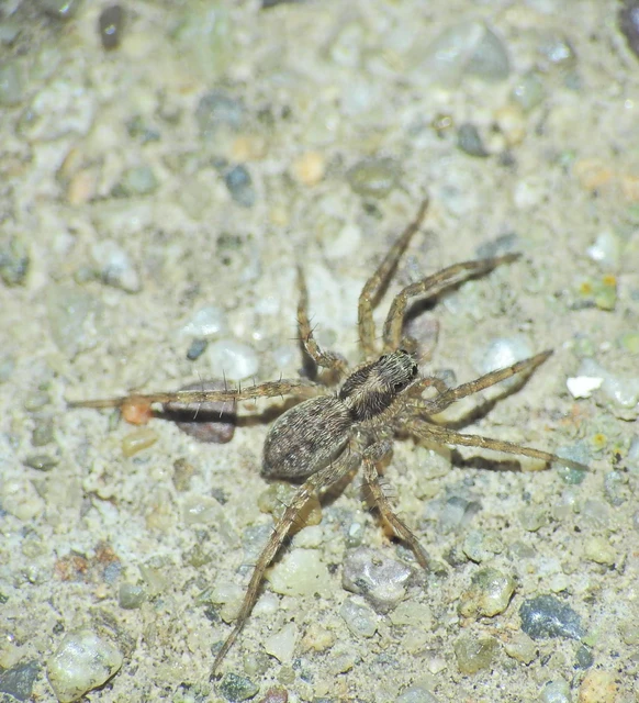 Pardosa