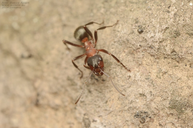 Formica sanguinea - vérvörös rablóhangya