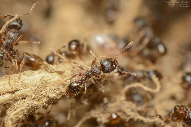 Tetramorium