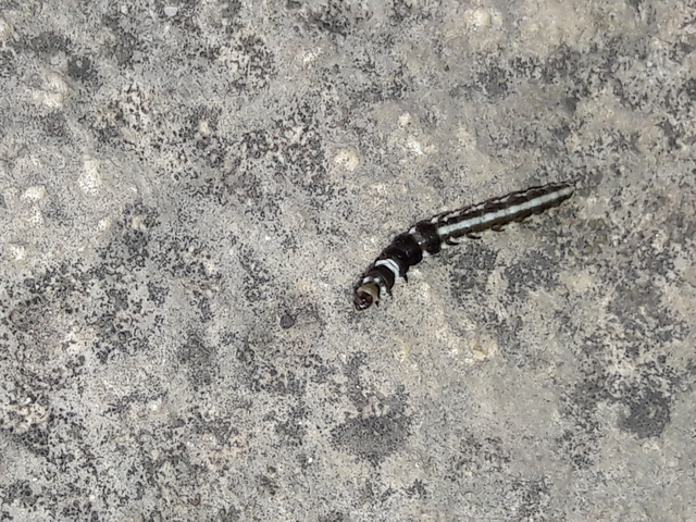 Helcystogramma