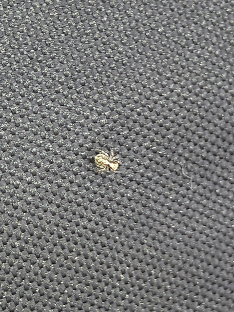 Pseudeuophrys lanigera - szobai ugrópók