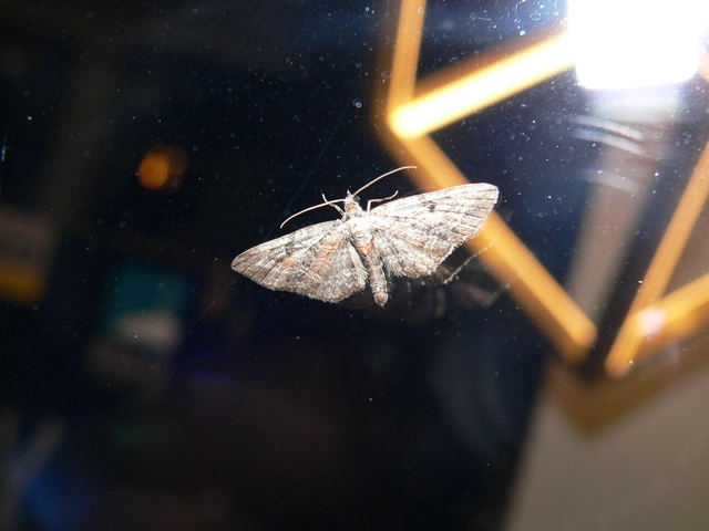 Eupithecia icterata - rozsdafoltos törpearaszoló